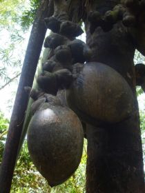 Seychelles Honeymoon-60.JPG